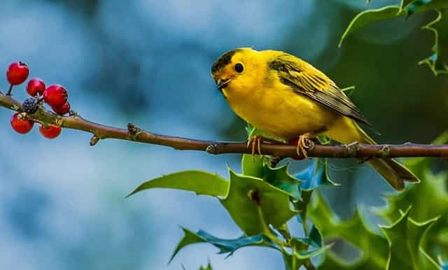 “鄂尔多斯红葱”正逐步走向产业化