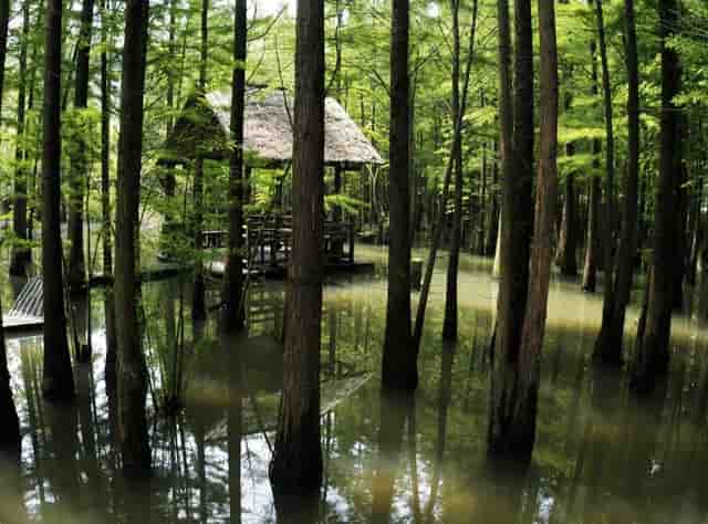 袖虎强烈建议，猫咪练胆要趁早