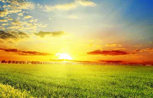 袖虎病狗攻略：狗狗体臭处理的五大方面