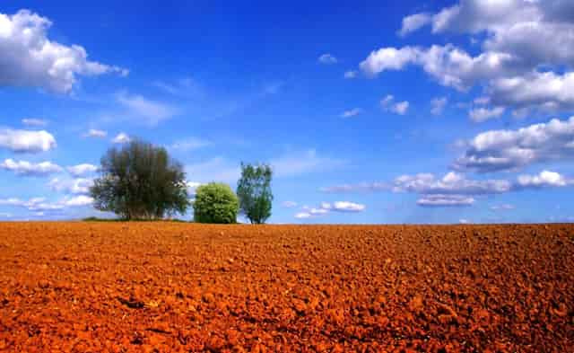 袖虎预警，夏季狗狗中暑要小心！