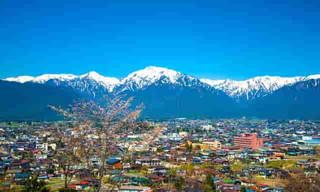 袖虎宠物带你避雷星期猫！不可马虎大意！