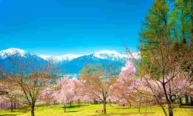 袖虎病狗攻略：狗狗掉毛多是有病的表现吗？