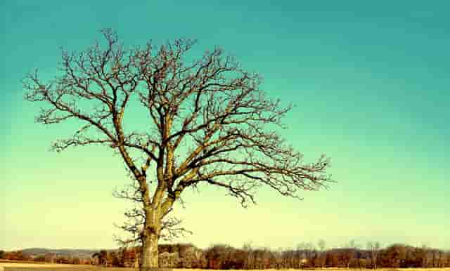 袖虎病猫攻略：小猫总是拉肚子，原因可能是它