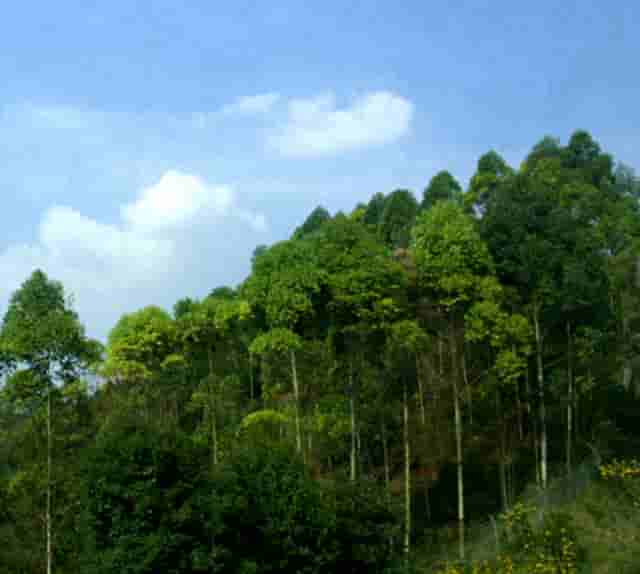 分析宠物销售市场，看袖虎如何养猫生财！